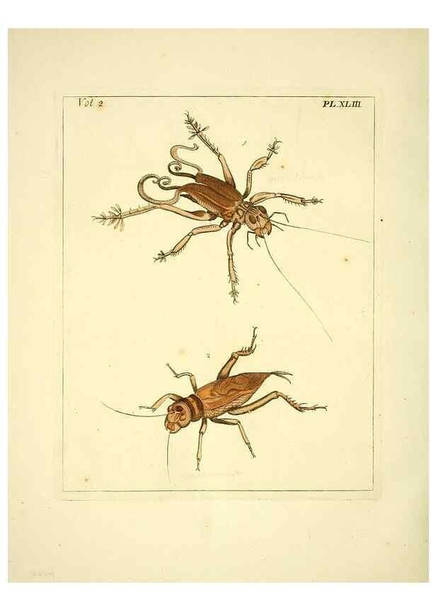 Reproducción/Reproduction 36328313466: Illustrations of natural history.. London,Printed for the author and sold by B. White,1770-82.