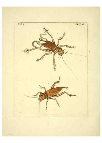 Reproducción/Reproduction 36328313466: Illustrations of natural history.. London,Printed for the author and sold by B. White,1770-82.