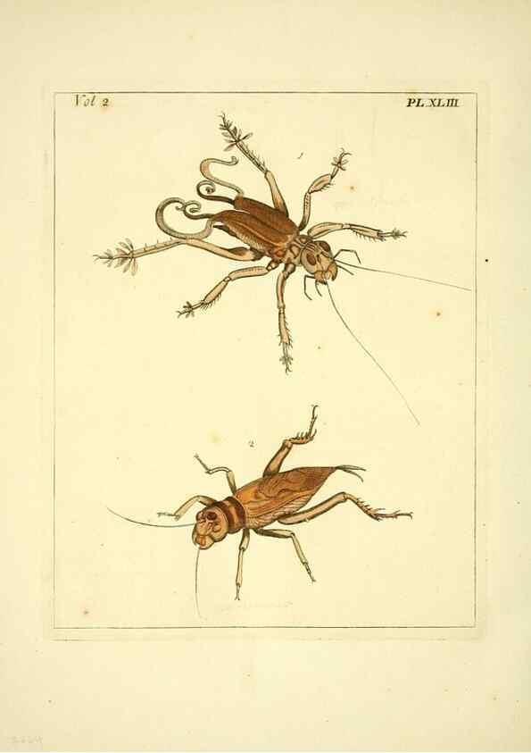 Reproducción/Reproduction 36328313466: Illustrations of natural history.. London,Printed for the author and sold by B. White,1770-82.