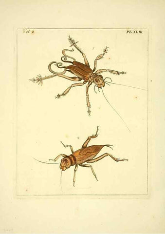 Reproducción/Reproduction 36328313466: Illustrations of natural history.. London,Printed for the author and sold by B. White,1770-82.