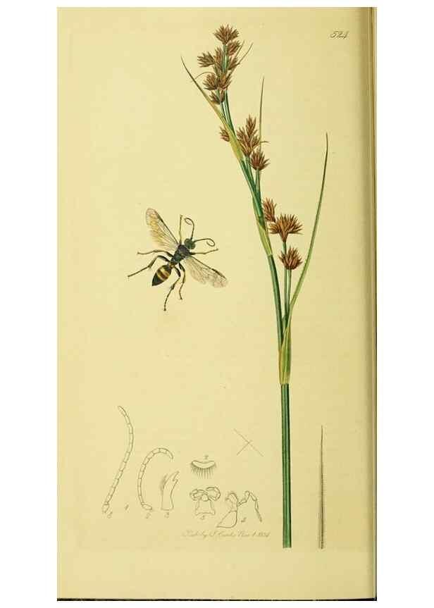 Reproducción/Reproduction 35565090683: British entomology :. London,Printed for the author,1823-1840 [i.e. 1840].