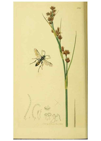 Reproducción/Reproduction 35565090683: British entomology :. London,Printed for the author,1823-1840 [i.e. 1840].