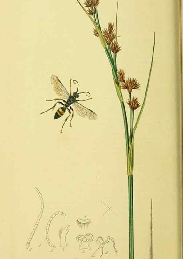 Reproducción/Reproduction 35565090683: British entomology :. London,Printed for the author,1823-1840 [i.e. 1840].