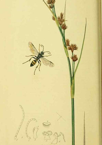 Reproducción/Reproduction 35565090683: British entomology :. London,Printed for the author,1823-1840 [i.e. 1840].