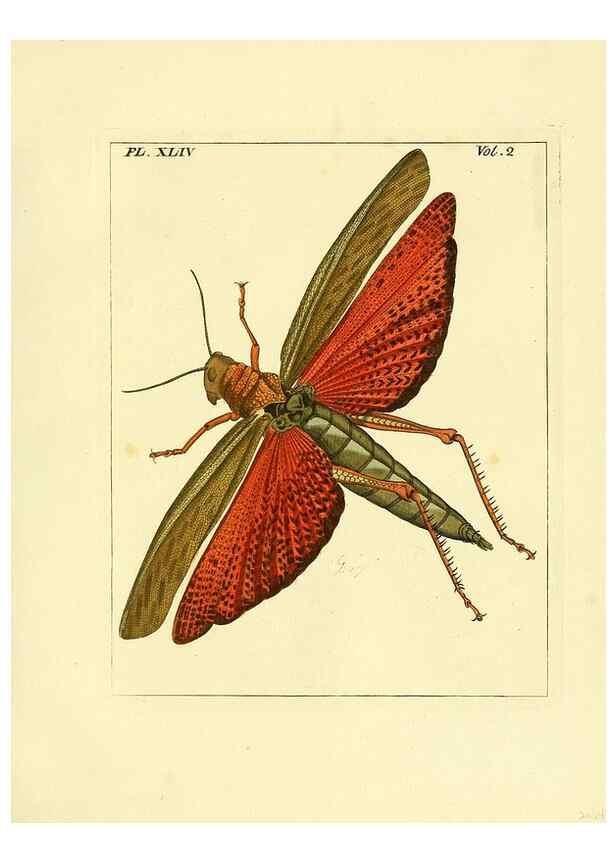 Reproducción/Reproduction 36328314976: Illustrations of natural history.. London,Printed for the author and sold by B. White,1770-82.