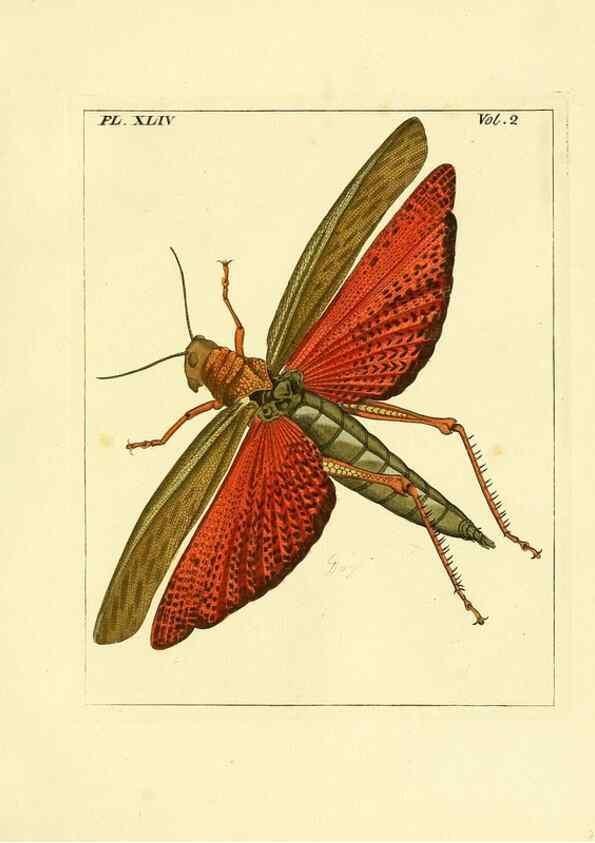 Reproducción/Reproduction 36328314976: Illustrations of natural history.. London,Printed for the author and sold by B. White,1770-82.