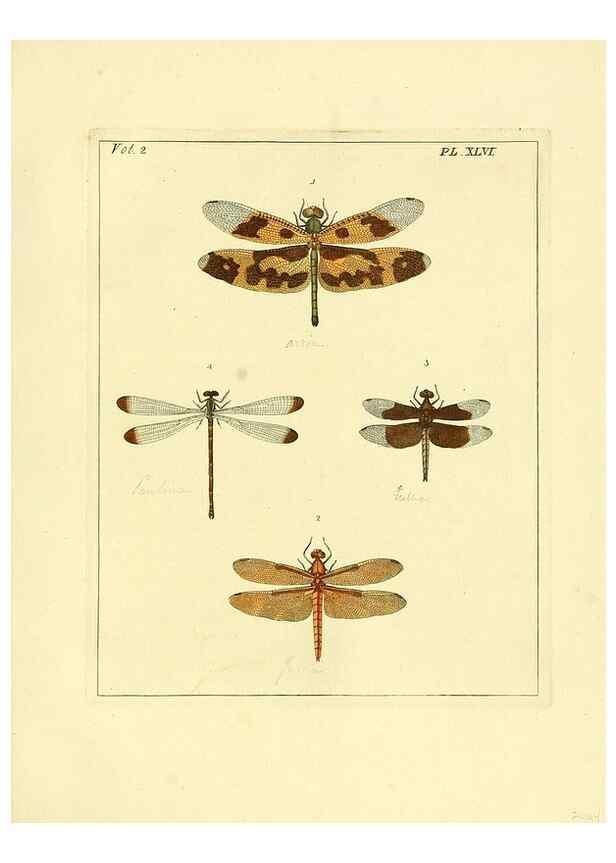 Reproducción/Reproduction 36328316896: Illustrations of natural history.. London,Printed for the author and sold by B. White,1770-82.
