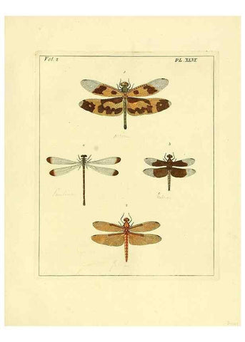 Reproducción/Reproduction 36328316896: Illustrations of natural history.. London,Printed for the author and sold by B. White,1770-82.