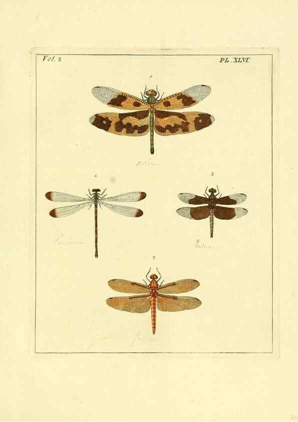 Reproducción/Reproduction 36328316896: Illustrations of natural history.. London,Printed for the author and sold by B. White,1770-82.