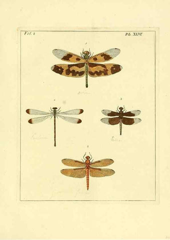 Reproducción/Reproduction 36328316896: Illustrations of natural history.. London,Printed for the author and sold by B. White,1770-82.
