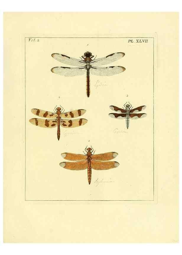Reproducción/Reproduction 35976338600: Illustrations of natural history.. London,Printed for the author and sold by B. White,1770-82.