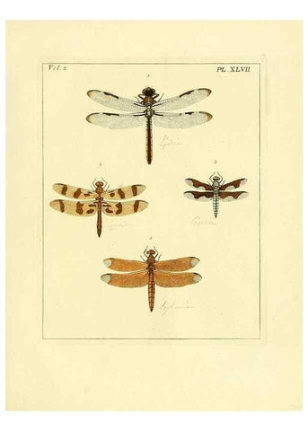 Reproducción/Reproduction 35976338600: Illustrations of natural history.. London,Printed for the author and sold by B. White,1770-82.