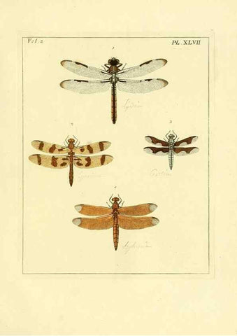 Reproducción/Reproduction 35976338600: Illustrations of natural history.. London,Printed for the author and sold by B. White,1770-82.
