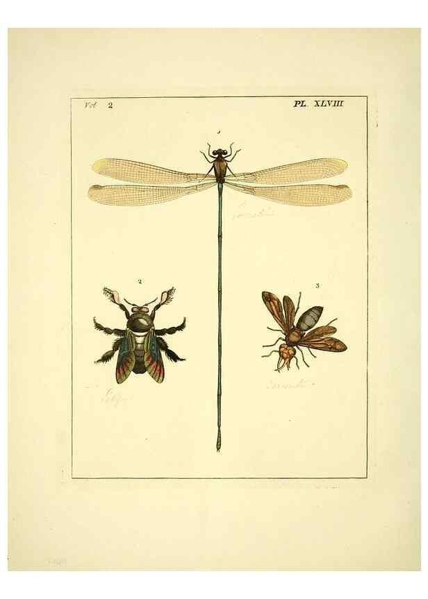 Reproducción/Reproduction 36328319046: Illustrations of natural history.. London,Printed for the author and sold by B. White,1770-82.