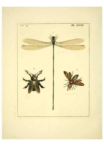 Reproducción/Reproduction 36328319046: Illustrations of natural history.. London,Printed for the author and sold by B. White,1770-82.
