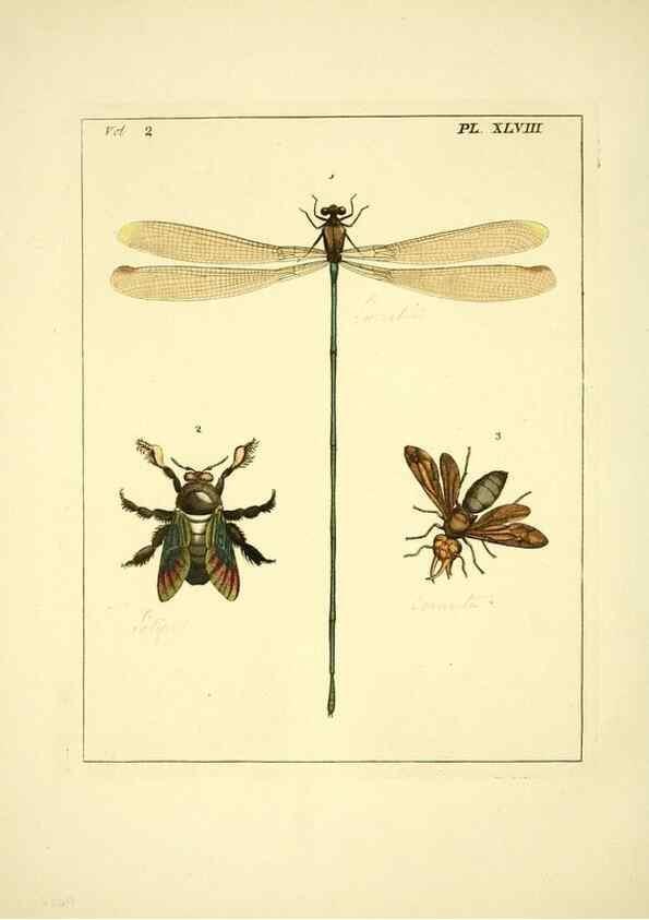 Reproducción/Reproduction 36328319046: Illustrations of natural history.. London,Printed for the author and sold by B. White,1770-82.