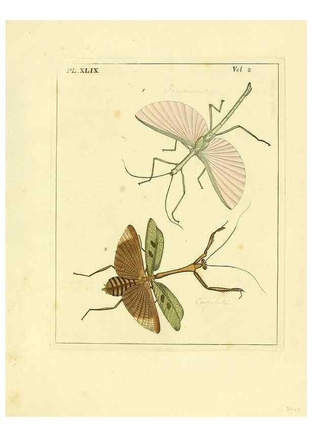Reproducción/Reproduction 36328319986: Illustrations of natural history.. London,Printed for the author and sold by B. White,1770-82.