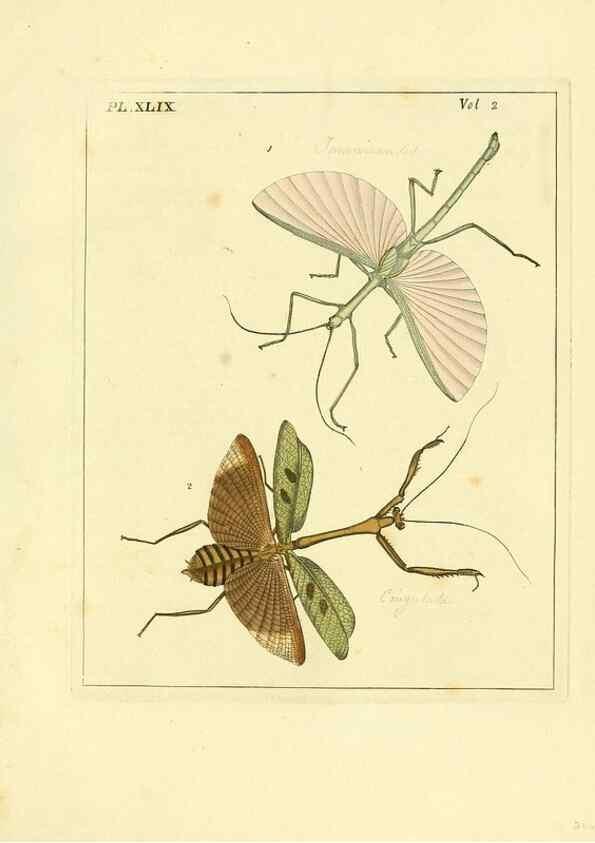 Reproducción/Reproduction 36328319986: Illustrations of natural history.. London,Printed for the author and sold by B. White,1770-82.