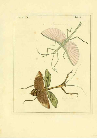 Reproducción/Reproduction 36328319986: Illustrations of natural history.. London,Printed for the author and sold by B. White,1770-82.