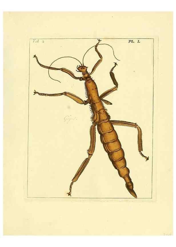 Reproducción/Reproduction 36236465821: Illustrations of natural history.. London,Printed for the author and sold by B. White,1770-82.
