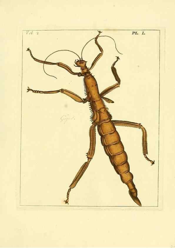 Reproducción/Reproduction 36236465821: Illustrations of natural history.. London,Printed for the author and sold by B. White,1770-82.