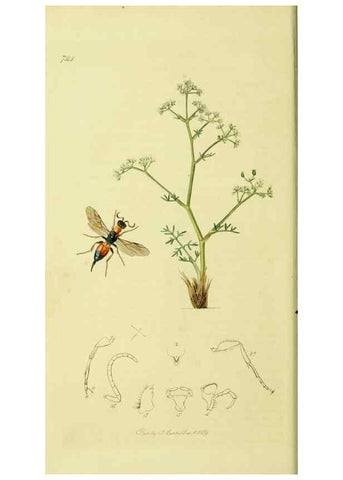 Reproducción/Reproduction 36205157852: British entomology :. London,Printed for the author,1823-1840 [i.e. 1840].
