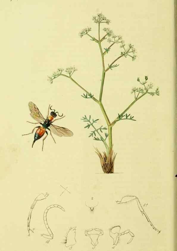 Reproducción/Reproduction 36205157852: British entomology :. London,Printed for the author,1823-1840 [i.e. 1840].