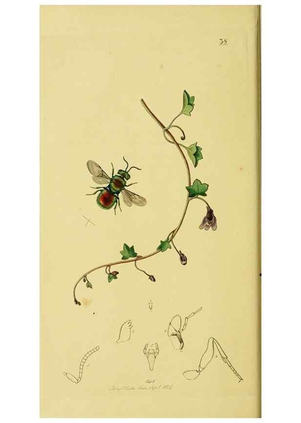Reproducción/Reproduction 36205159102: British entomology :. London,Printed for the author,1823-1840 [i.e. 1840].