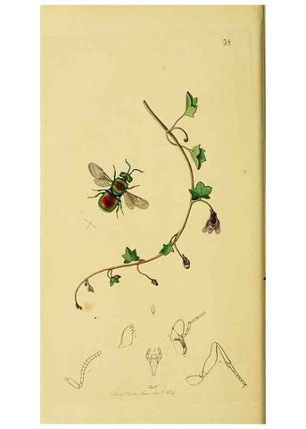 Reproducción/Reproduction 36205159102: British entomology :. London,Printed for the author,1823-1840 [i.e. 1840].
