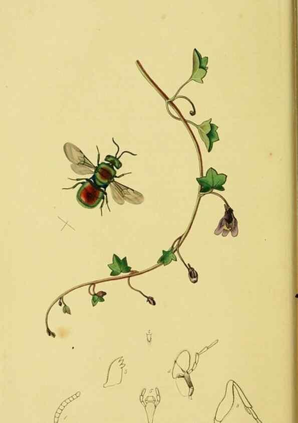 Reproducción/Reproduction 36205159102: British entomology :. London,Printed for the author,1823-1840 [i.e. 1840].