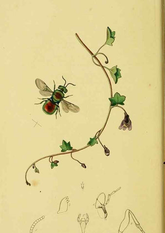 Reproducción/Reproduction 36205159102: British entomology :. London,Printed for the author,1823-1840 [i.e. 1840].