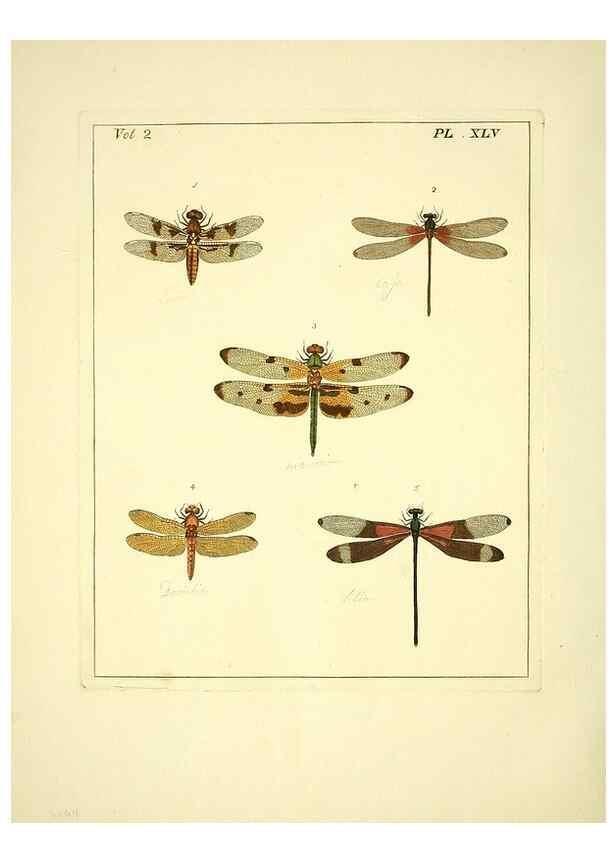 Reproducción/Reproduction 35564829133: Illustrations of natural history.. London,Printed for the author and sold by B. White,1770-82.