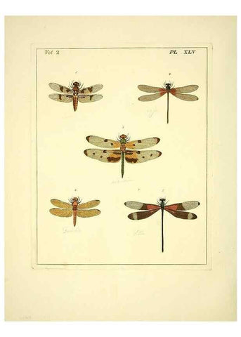 Reproducción/Reproduction 35564829133: Illustrations of natural history.. London,Printed for the author and sold by B. White,1770-82.