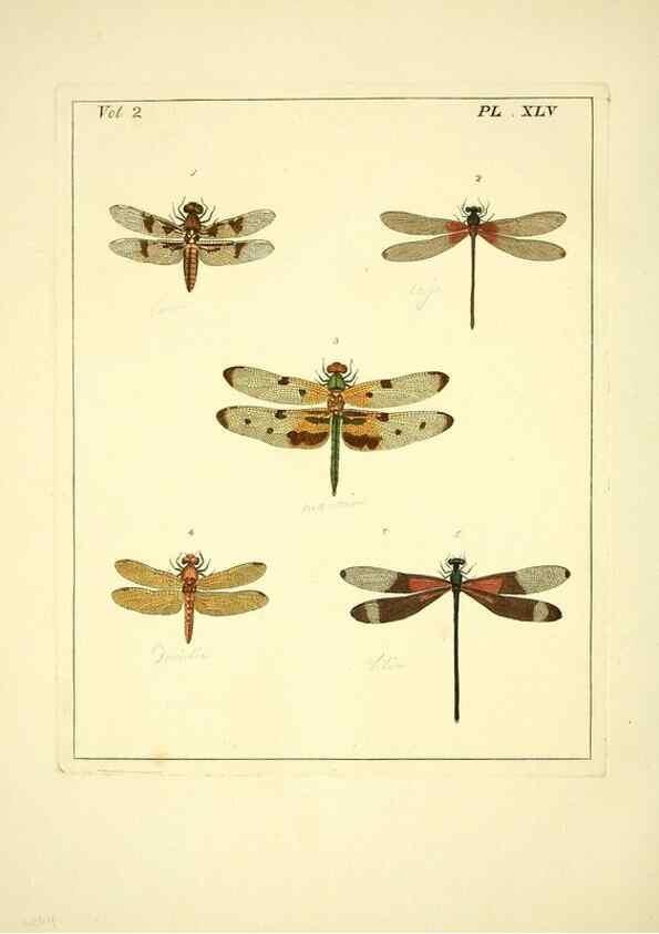 Reproducción/Reproduction 35564829133: Illustrations of natural history.. London,Printed for the author and sold by B. White,1770-82.