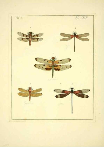Reproducción/Reproduction 35564829133: Illustrations of natural history.. London,Printed for the author and sold by B. White,1770-82.