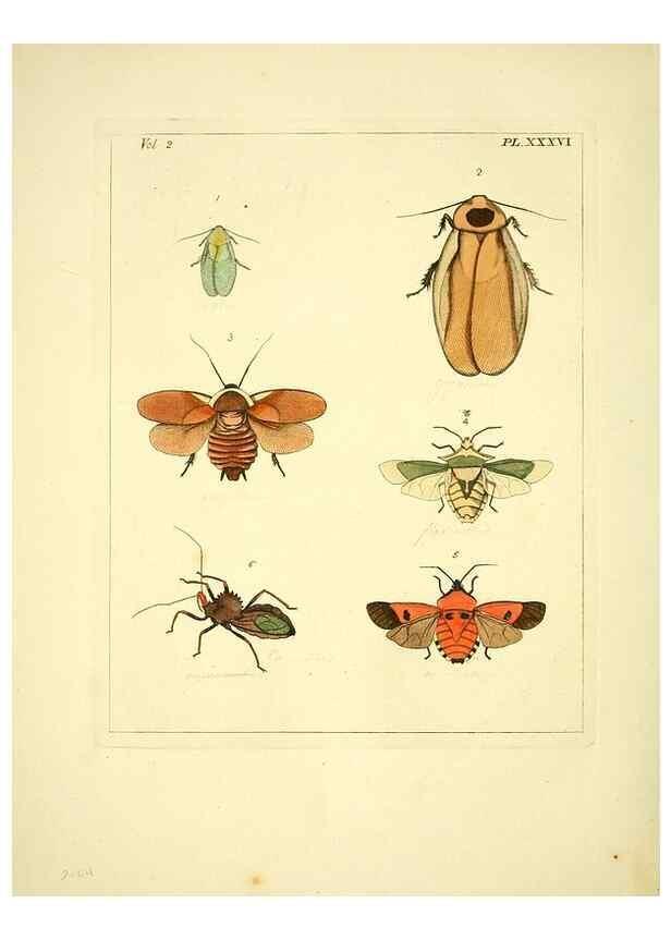 Reproducción/Reproduction 35564819523: Illustrations of natural history.. London,Printed for the author and sold by B. White,1770-82.