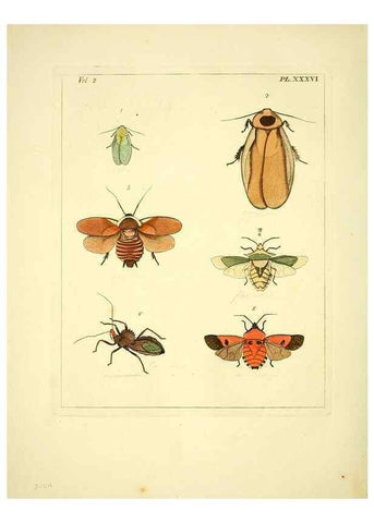 Reproducción/Reproduction 35564819523: Illustrations of natural history.. London,Printed for the author and sold by B. White,1770-82.