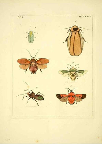 Reproducción/Reproduction 35564819523: Illustrations of natural history.. London,Printed for the author and sold by B. White,1770-82.