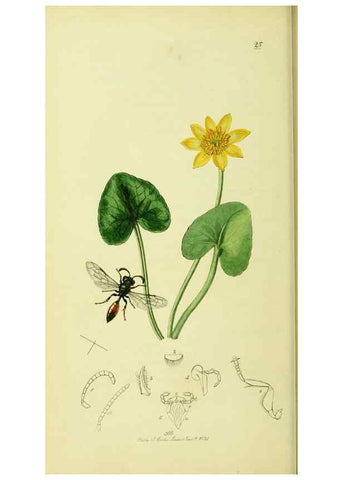 Reproducción/Reproduction 35565093123: British entomology :. London,Printed for the author,1823-1840 [i.e. 1840].