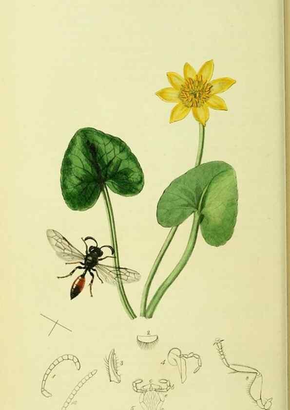 Reproducción/Reproduction 35565093123: British entomology :. London,Printed for the author,1823-1840 [i.e. 1840].