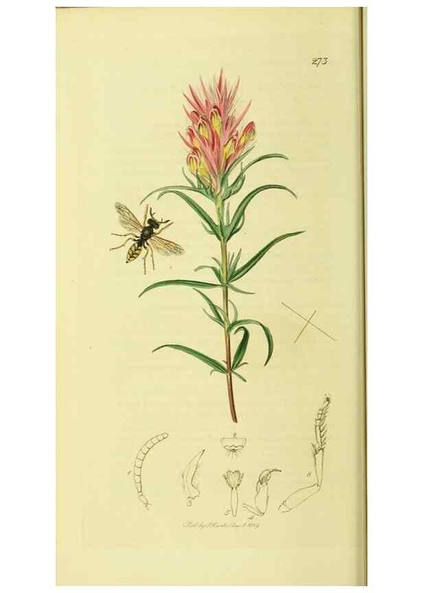 Reproducción/Reproduction 35537569054: British entomology :. London,Printed for the author,1823-1840 [i.e. 1840].