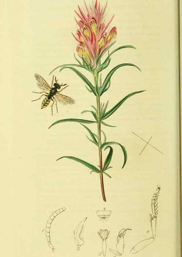 Reproducción/Reproduction 35537569054: British entomology :. London,Printed for the author,1823-1840 [i.e. 1840].