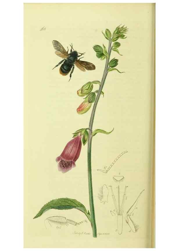 Reproducción/Reproduction 36205230462: British entomology :. London,Printed for the author,1823-1840 [i.e. 1840].