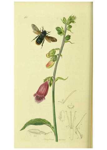 Reproducción/Reproduction 36205230462: British entomology :. London,Printed for the author,1823-1840 [i.e. 1840].