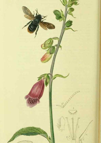 Reproducción/Reproduction 36205230462: British entomology :. London,Printed for the author,1823-1840 [i.e. 1840].