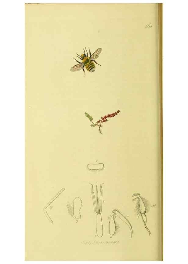 Reproducción/Reproduction 36205232992: British entomology :. London,Printed for the author,1823-1840 [i.e. 1840].