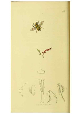 Reproducción/Reproduction 36205232992: British entomology :. London,Printed for the author,1823-1840 [i.e. 1840].