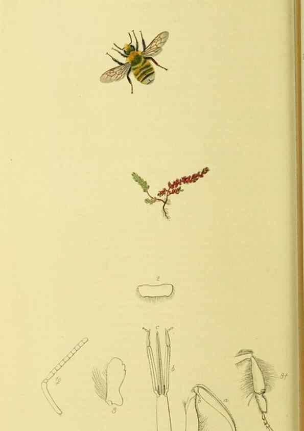 Reproducción/Reproduction 36205232992: British entomology :. London,Printed for the author,1823-1840 [i.e. 1840].