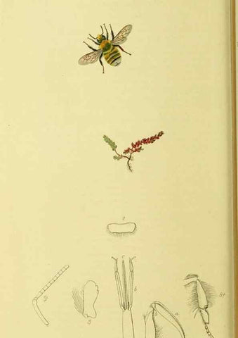 Reproducción/Reproduction 36205232992: British entomology :. London,Printed for the author,1823-1840 [i.e. 1840].