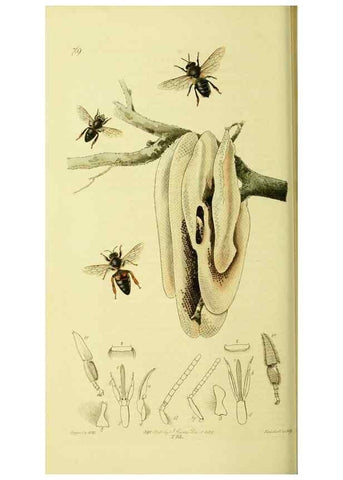 Reproducción/Reproduction 35565245653: British entomology :. London,Printed for the author,1823-1840 [i.e. 1840].